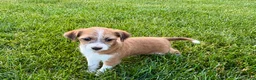 Mixed Breed dogs for sale: Italian greyhound/Havanese Cade  - Ad 2