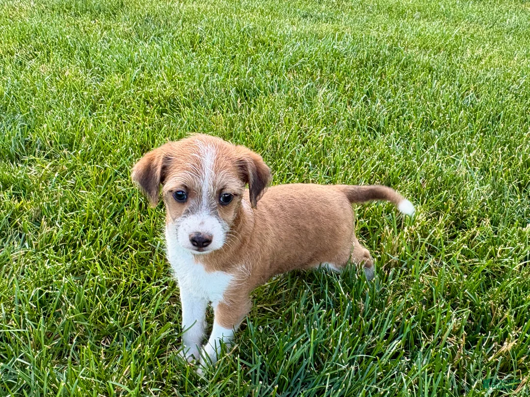 Mixed Breed dogs for sale: Italian greyhound/Havanese Cade  - Ad 2