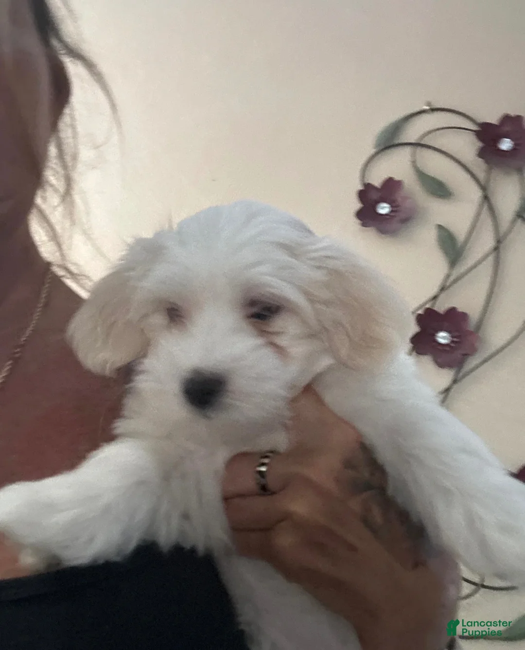 Coton De Tulear dogs for sale: Nash. Coton De Tulear 1 - Ad 2