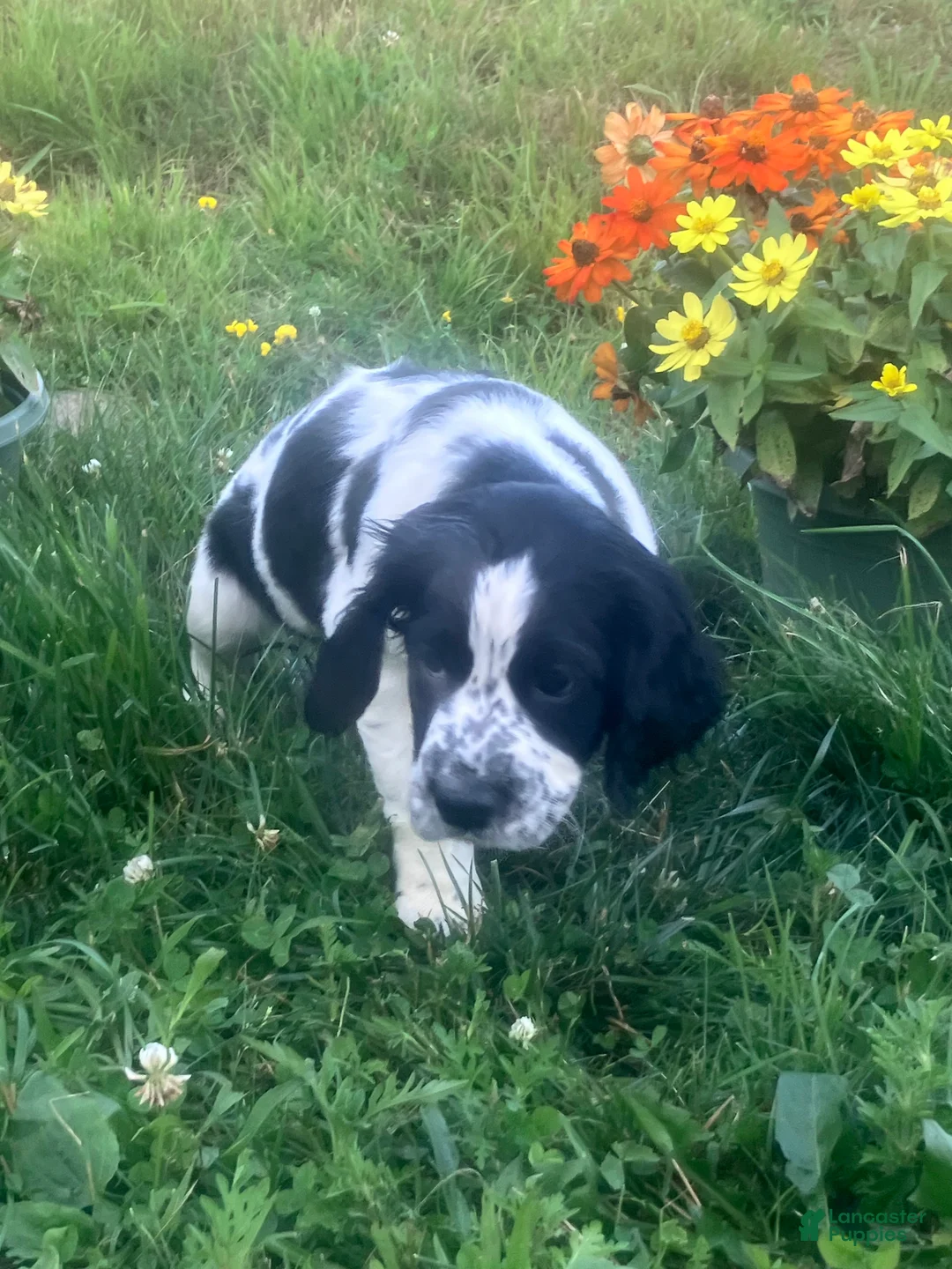 English Springer Spaniel dogs for sale: Sprinkles - Ad 2
