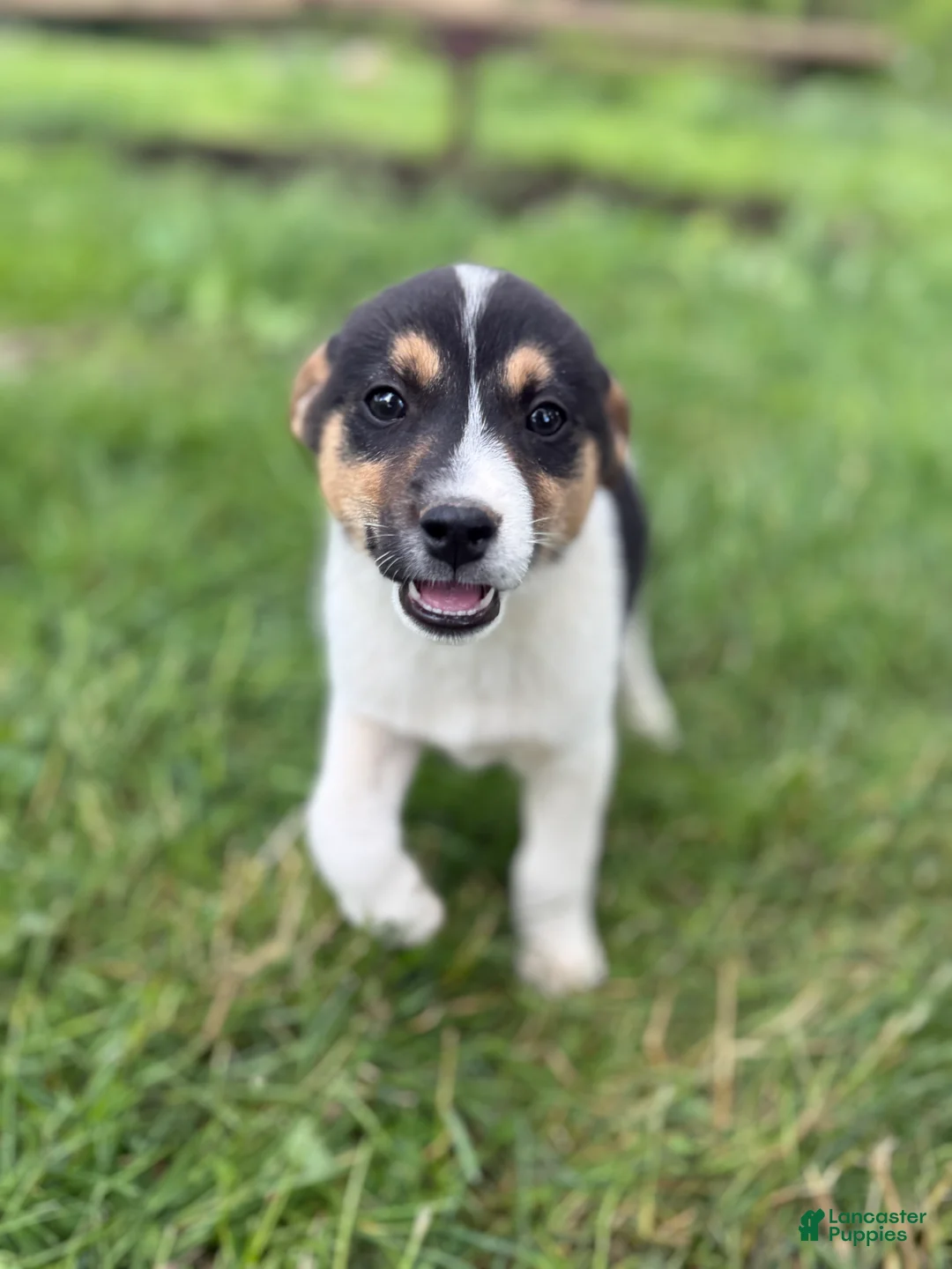Mixed Breed dogs for sale: Benny - Ad 2