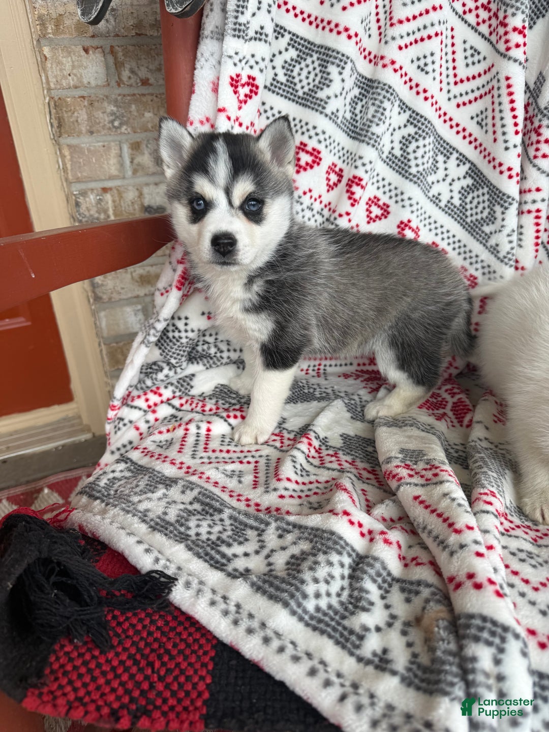 Pomsky dogs for sale: Lexi - Ad 7
