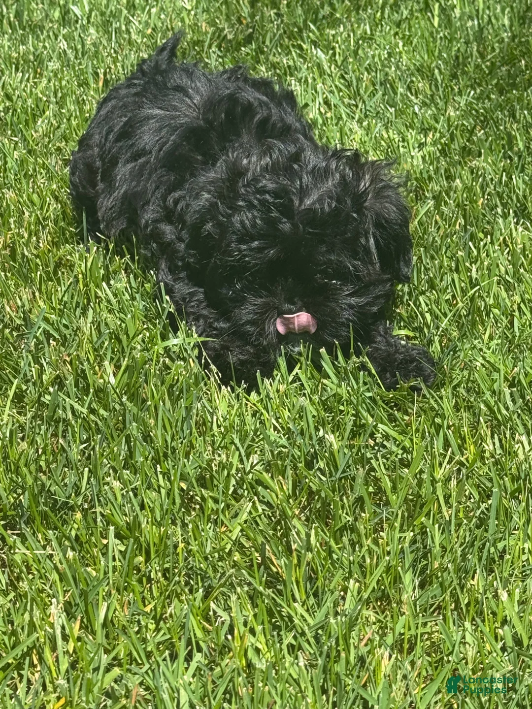 Mixed Breed dogs for sale: Teddy Bear 🧸 Breed Puppy’s 3 - Ad 2