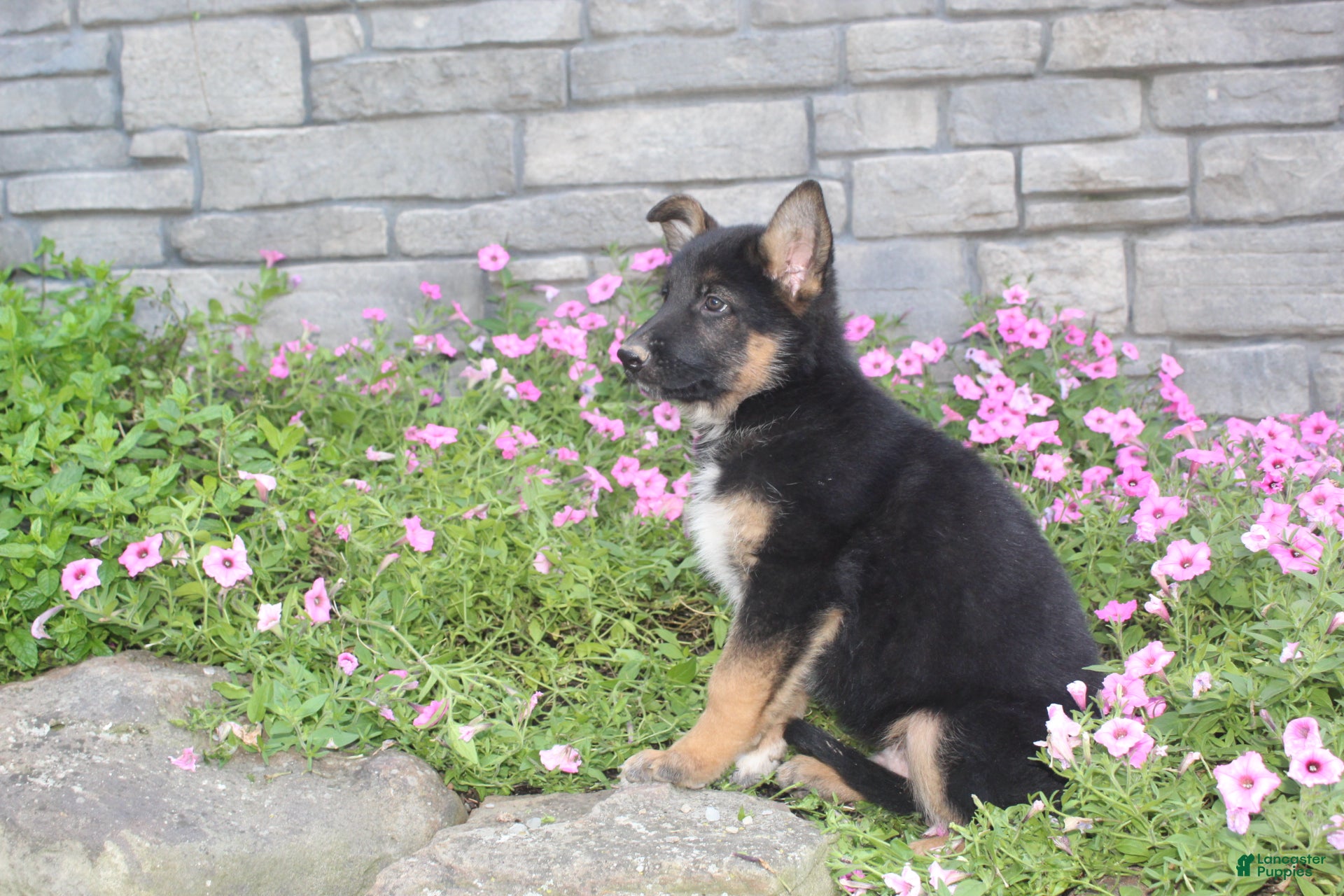 German Shepherd dogs Ace - Ad 1