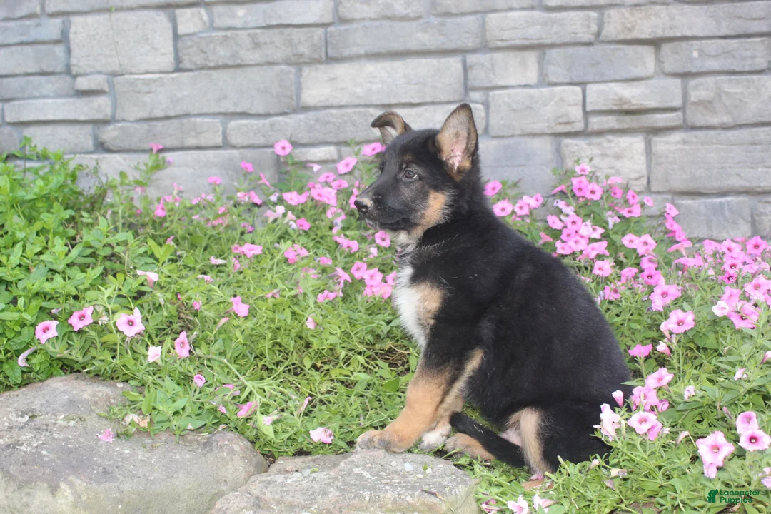 German Shepherd dogs for sale: Ace - Ad 1