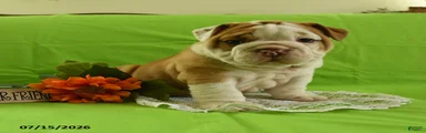 Yoda