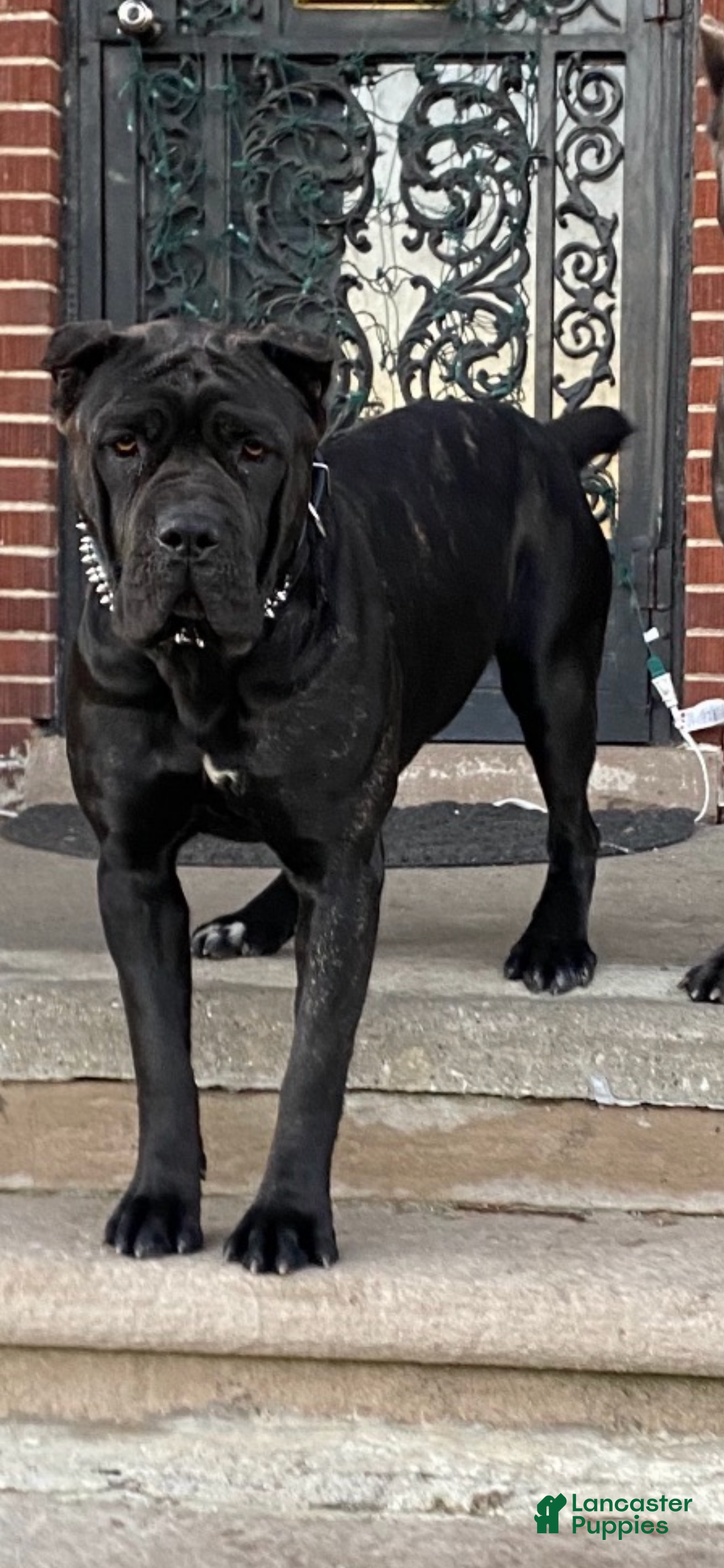 Cane Corso dogs for sale: Cane Corso Puppy 2 - Ad 5