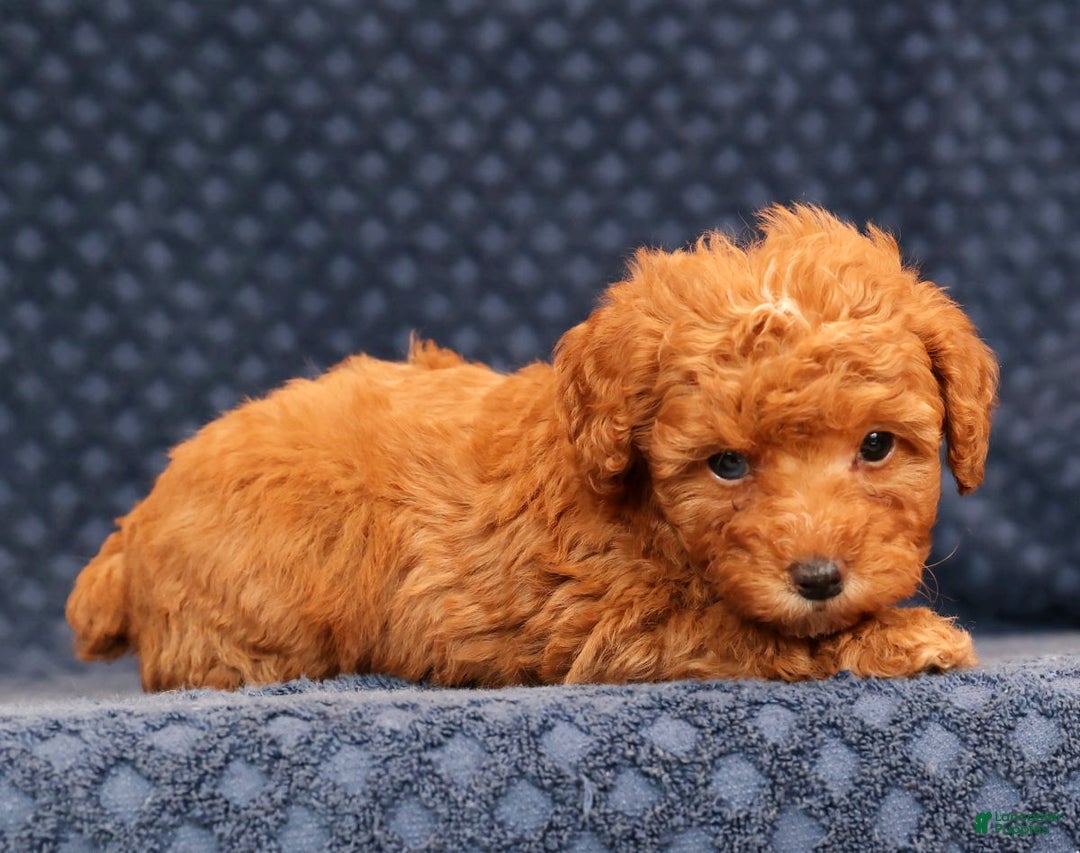 Miniature Poodle dogs for sale: Franklin - Ad 5