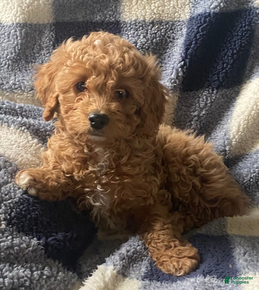 Cavapoo dogs for sale: Casper  - Ad 1