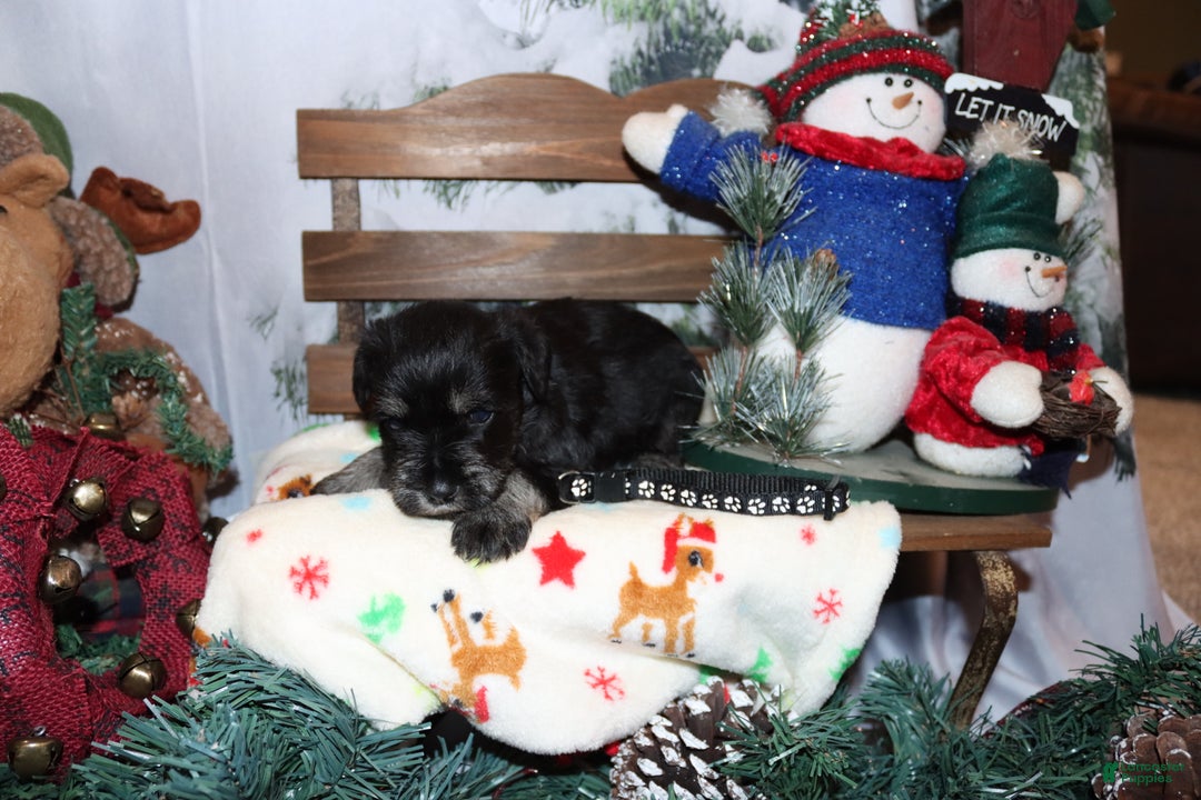Miniature Schnauzer dogs for sale: stetson - Ad 3