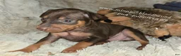 Miniature Pinscher dogs for sale: AKC Rider - Ad 2