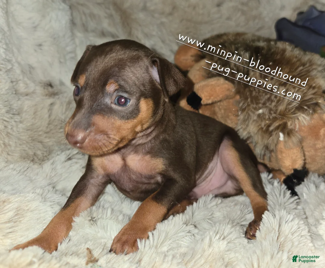 Miniature Pinscher dogs for sale: AKC Rider - Ad 2