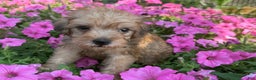 Schnoodle dogs for sale: Isaiah - Ad 34