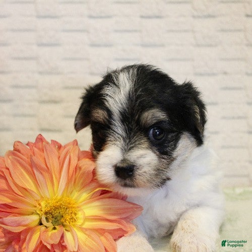 Morkie dogs Willow - Ad 2