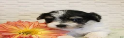 Morkie dogs for sale: Willow - Ad 2