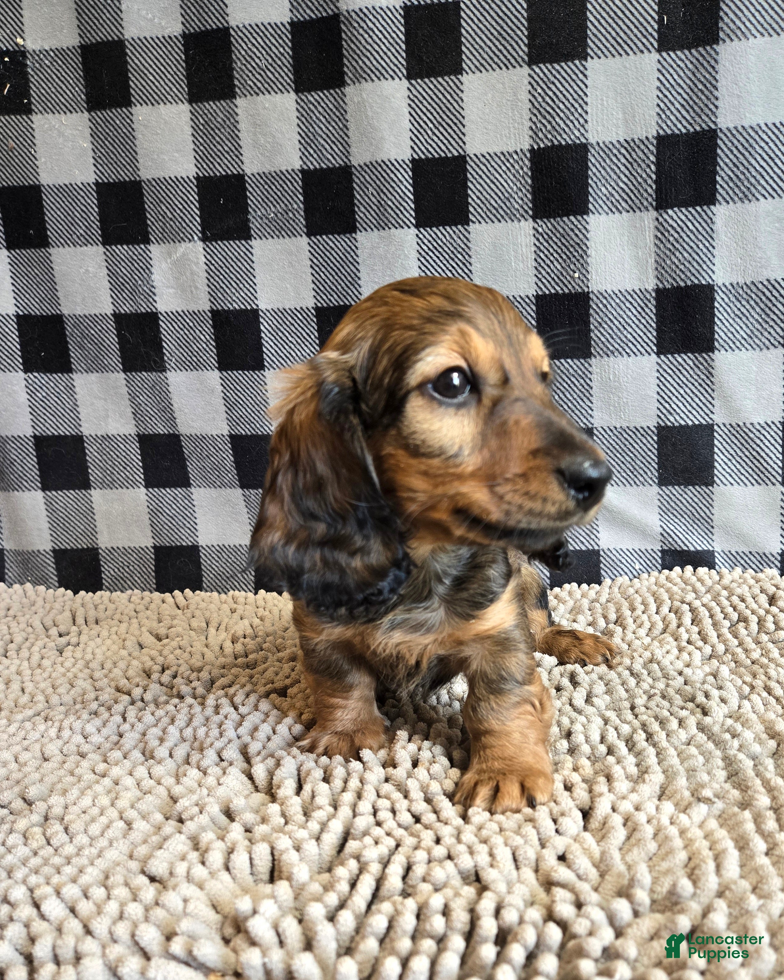 Miniature Dachshund dogs for sale: Tanner - Ad 4
