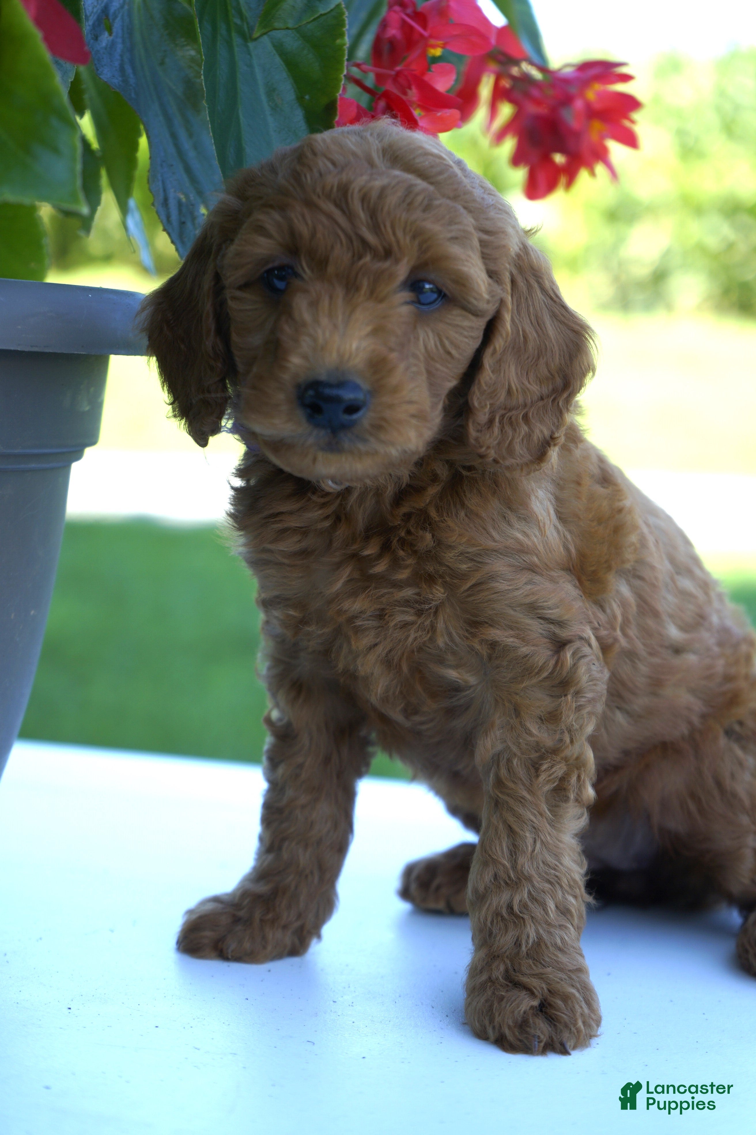 Mini Goldendoodle dogs for sale: Penny-F1b - Ad 1