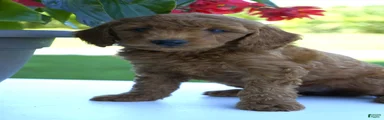 Penny-F1b