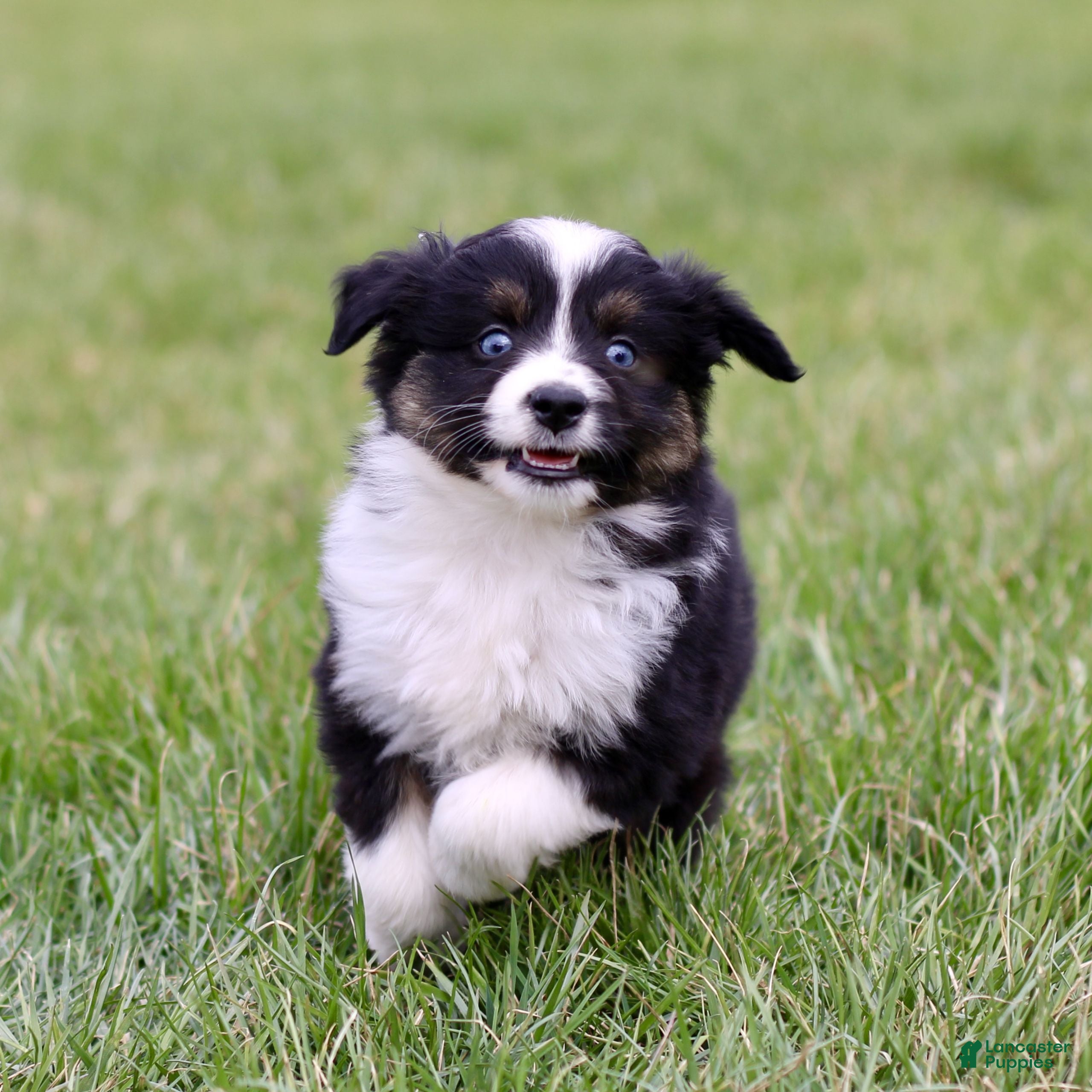 Miniature Australian Shepherd dogs Tommie  - Ad 1