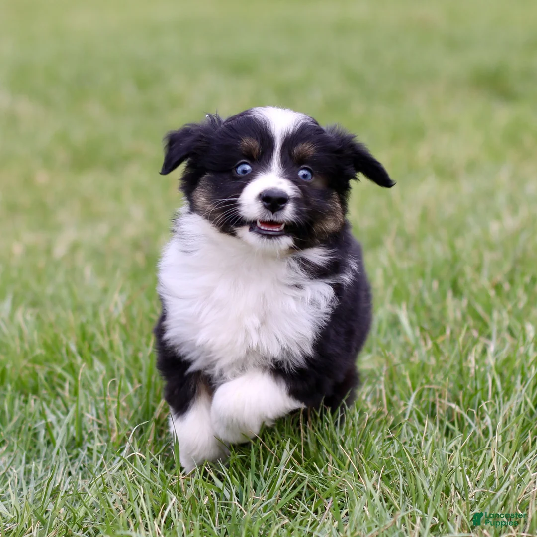 Miniature Australian Shepherd dogs for sale: Tommie  - Ad 1