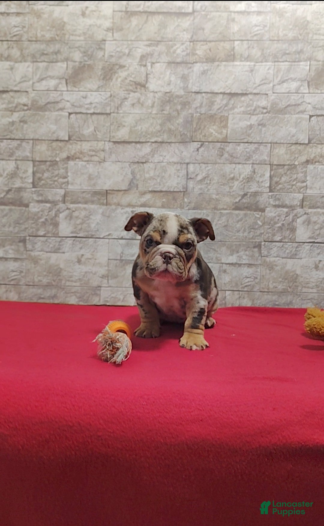 English Bulldog dogs for sale: Reba - Ad 4