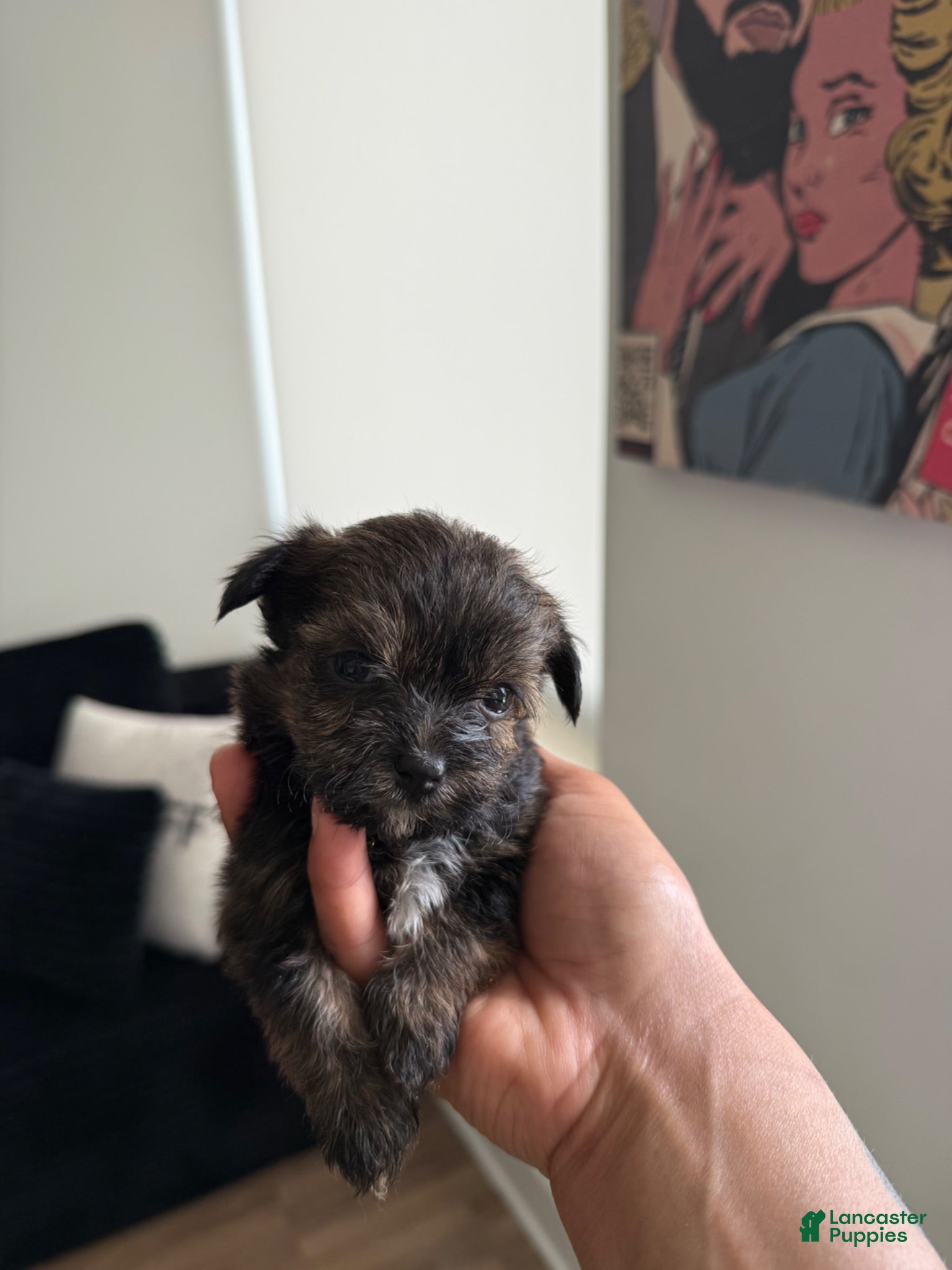 Shorkie dogs Shorkie 4 - Ad 29