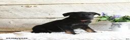 German Shepherd dogs for sale: Ranger - Ad 5
