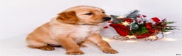 Golden Retriever dogs for sale: Heidi - Ad 7