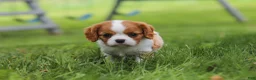 Cavalier King Charles Spaniel dogs for sale: Banks - Ad 11