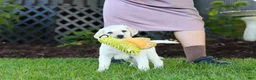 Labrador Retriever dogs for sale: Kurt - Ad 20