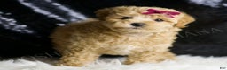 Maltipoo dogs for sale: Spice - Ad 2