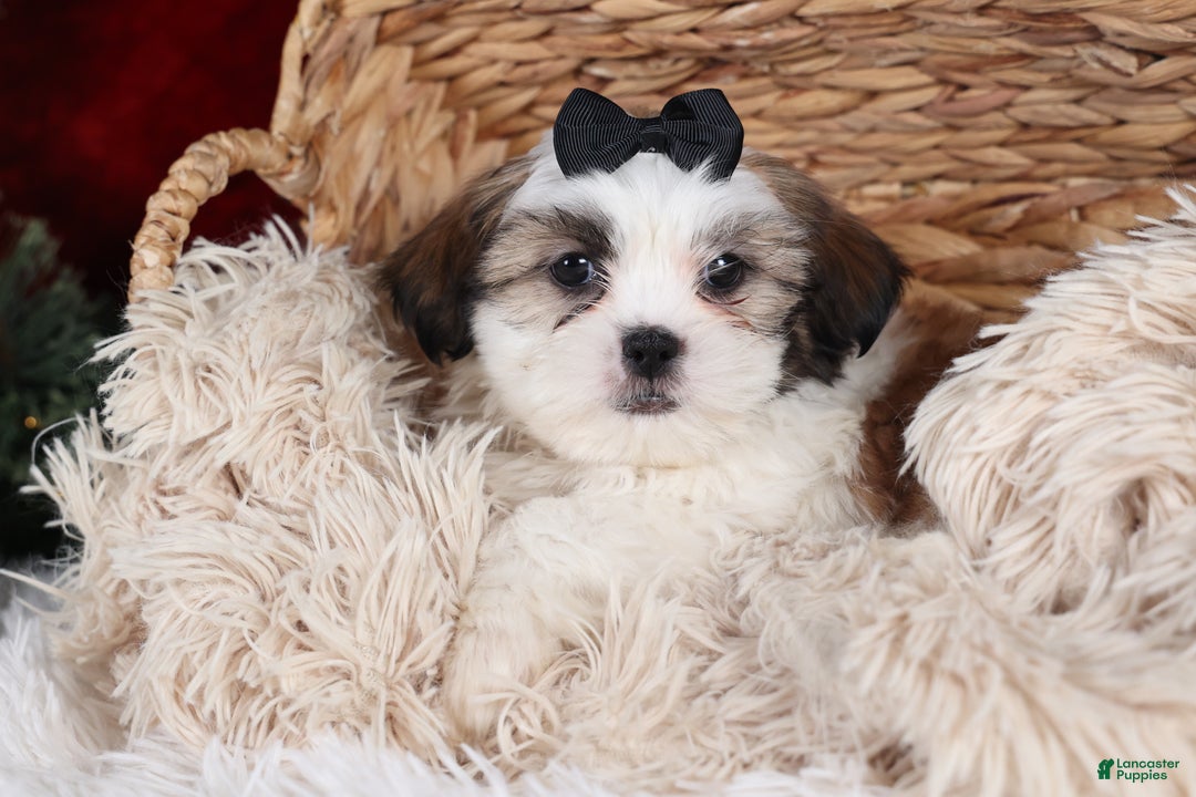 Shih Tzu dogs for sale: Prince - Ad 14