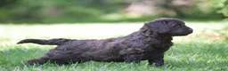 Portuguese Water Dog dogs for sale: Magnolia - Ad 14