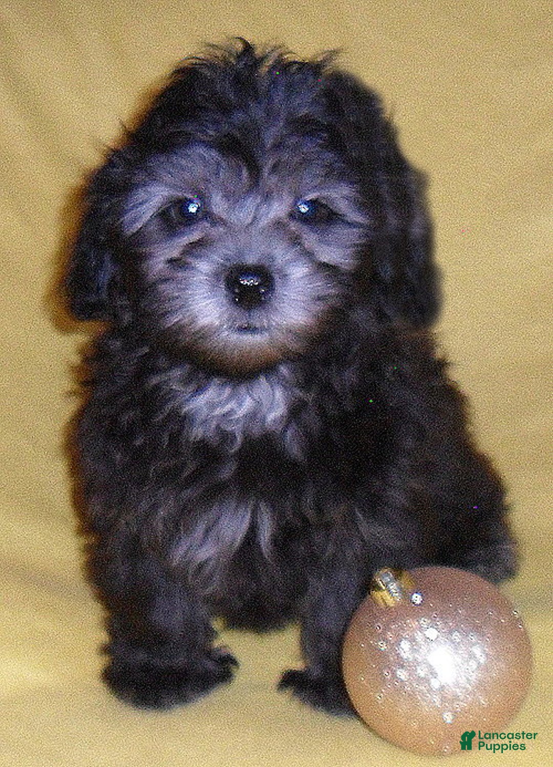 Shihpoo dogs for sale: Shadow - Ad 9