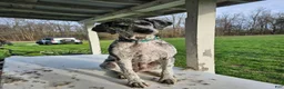 Standard Poodle dogs for sale: Standard Poodle 6 - Ad 2