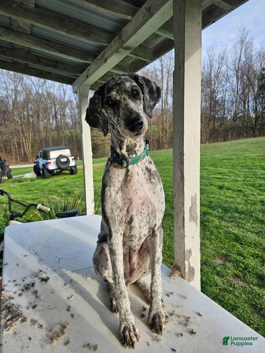 Standard Poodle dogs for sale: Standard Poodle 6 - Ad 2