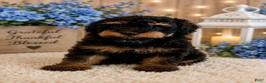 Miniature Poodle 3- Baxter