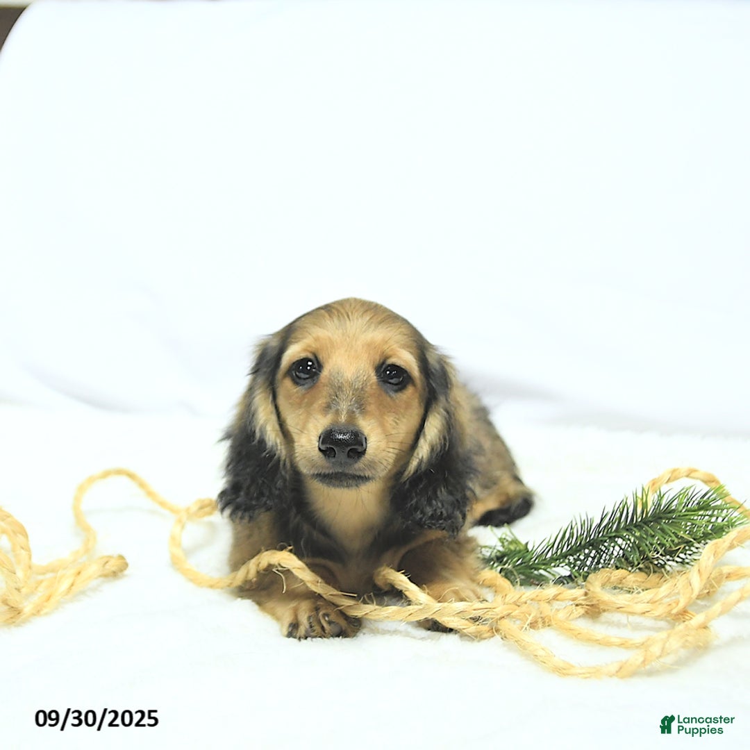 Miniature Dachshund dogs for sale: Fredrick - Ad 11