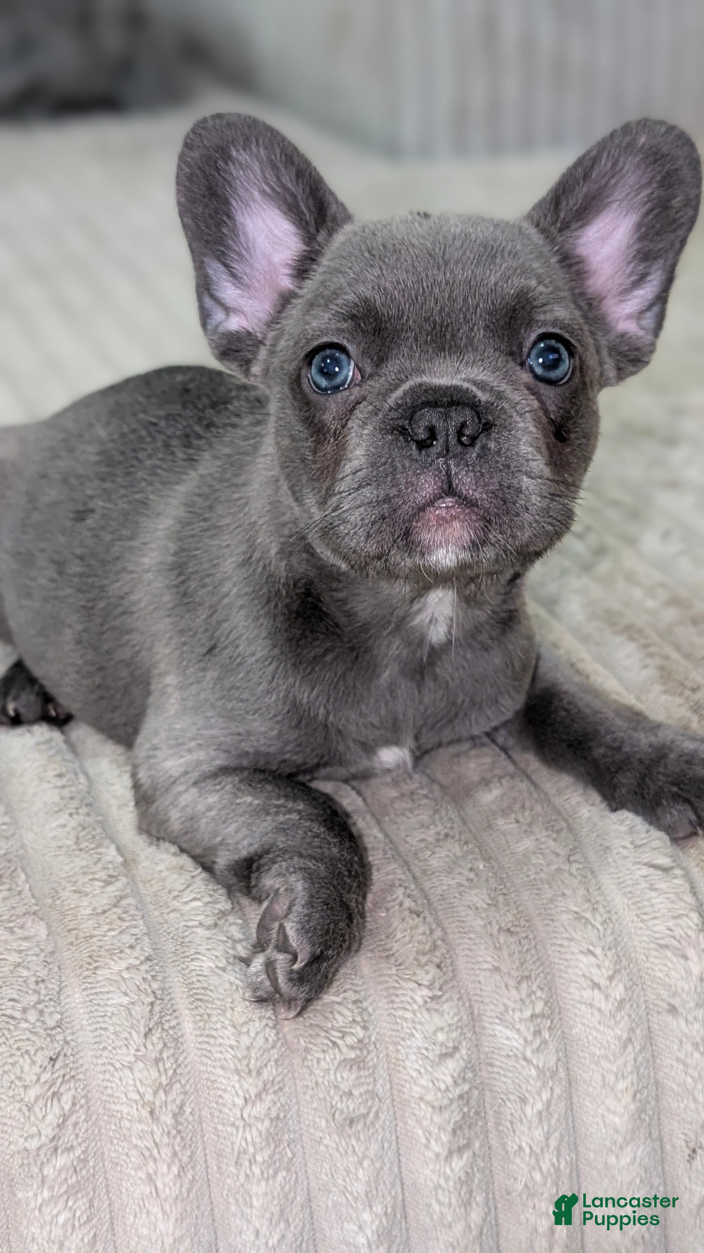 French Bulldog dogs Grey Blue Fluff - Ad 2