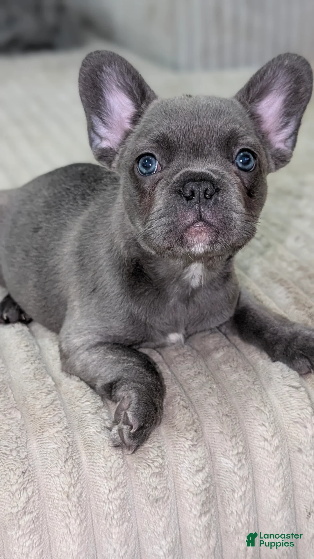 French Bulldog dogs for sale: Grey Blue Fluff - Ad 2
