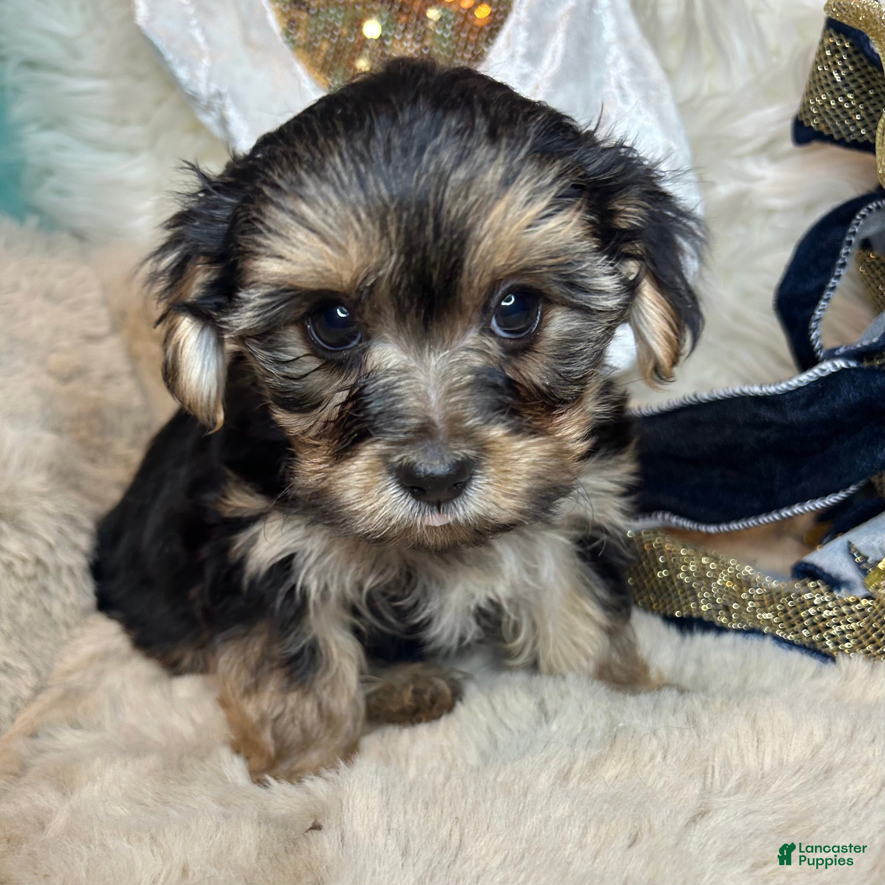 Morkie dogs Teddy - Ad 28