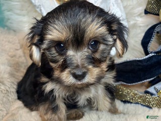 Morkie dogs Teddy - Ad 8