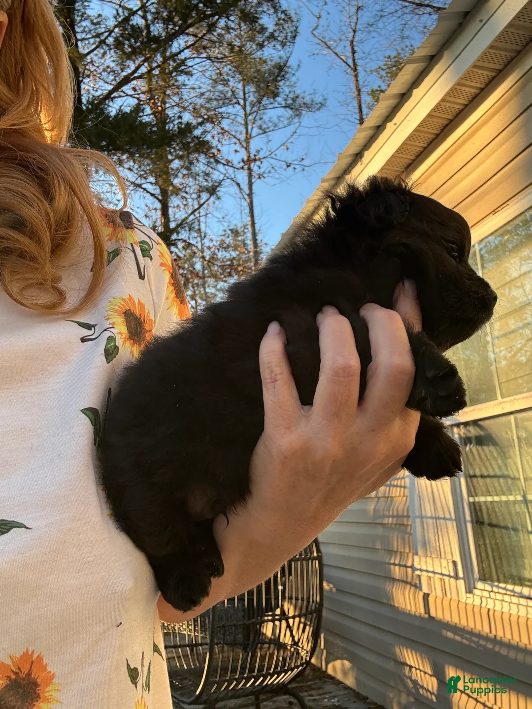 Pomeranian dogs for sale: Pomeranian Puppy 1 - Ad 1