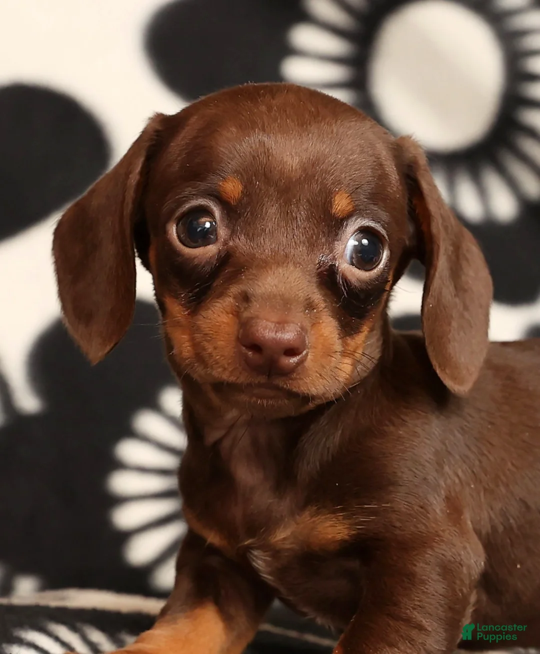 Miniature Dachshund dogs for sale: Rhoda - Ad 9