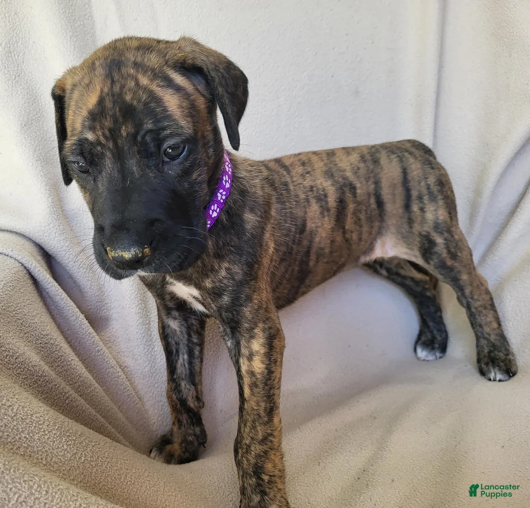 Daniff dogs for sale: Daisy  - Ad 1