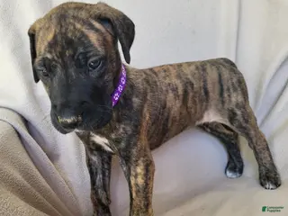 Daniff dogs Daisy - Ad 7