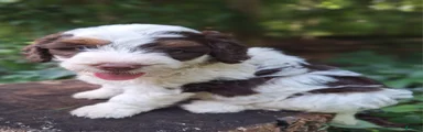 Alfie