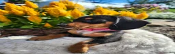 Miniature Dachshund dogs for sale: Zella - Ad 15