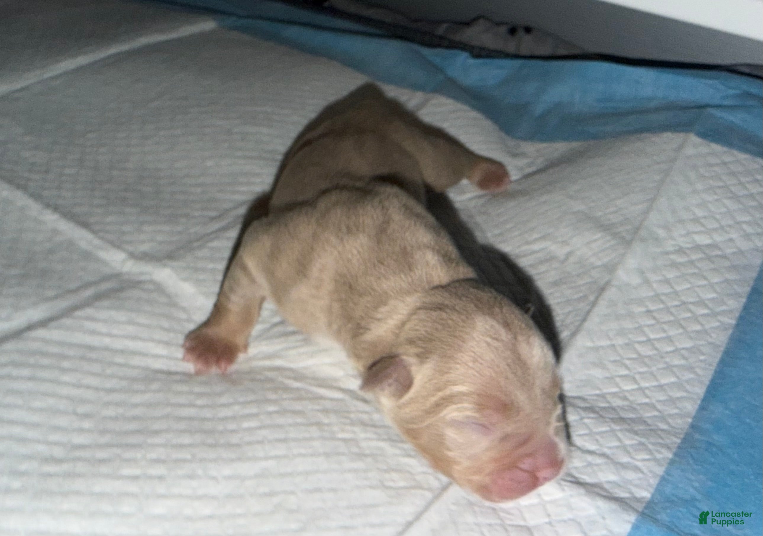 American Bully dogs Leo  - Ad 2