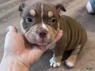 American Bully dogs Male 4 - Ad 2